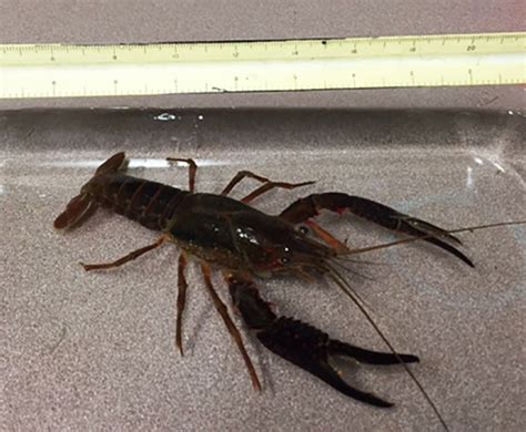 Invasive crayfish confirmed in Minnesota for first time